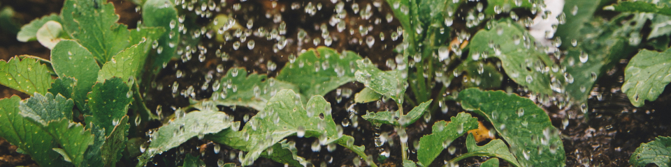 SAH Blog - Automated Precision Irrigation by ONDO Smart Farming Solutions